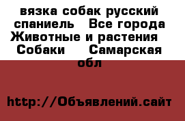 вязка собак русский спаниель - Все города Животные и растения » Собаки   . Самарская обл.